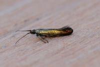 Coleophora