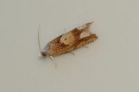 Eucosma conterminana