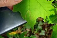 Stigmella aceris