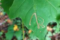 Stigmella aceris