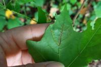 Stigmella aceris