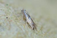 Phyllonorycter