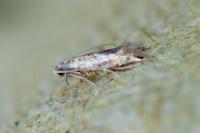 Phyllonorycter