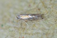 Phyllonorycter