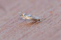 Phyllonorycter
