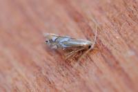 Phyllonorycter