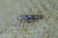 Phyllonorycter