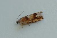 Eucosma conterminana