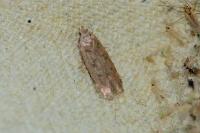 Bryotropha
