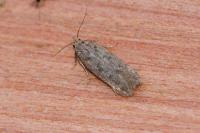 Bryotropha