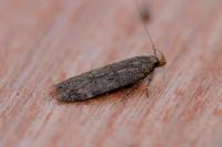 Bryotropha