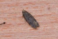 Bryotropha