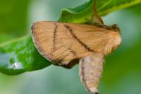 Apoda limacodes