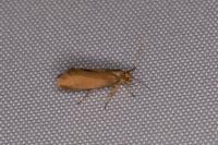 Crassa unitella
