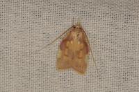 Carcina quercana