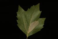 Phyllonorycter platani