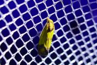 Agapeta zoegana