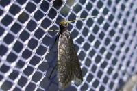 Homaloxestis briantiella