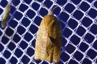 Cacoecimorpha pronubana