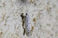 Yponomeuta