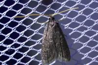 Homaloxestis briantiella