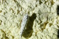 Yponomeuta