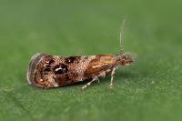 Tebenna micalis