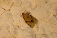 Clepsis consimilana