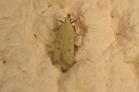 Nothris verbascella