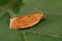 Clepsis consimilana