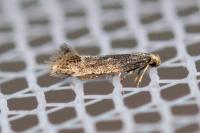 Elachista