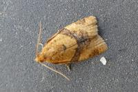 Epagoge grotiana