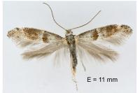 Cedestis subfasciella