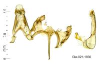 Caryocolum marmoreum marmoreum