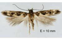 Caryocolum vicinellum