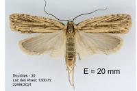 Agonopterix umbellana