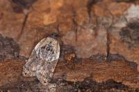 Acleris variegana