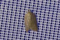 Acleris sparsana