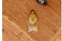 Clepsis consimilana