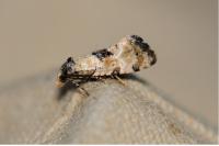 Brevicornutia pallidana