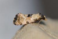Brevicornutia pallidana