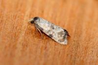 Brevicornutia pallidana