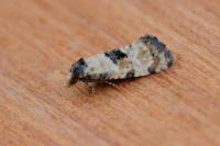 Brevicornutia pallidana