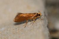 Crassa unitella