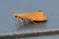 Crassa unitella