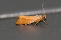 Crassa unitella