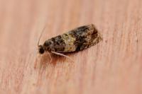 Celypha aurofasciana