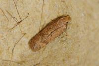 Bryotropha