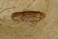 Bryotropha
