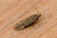 Bryotropha